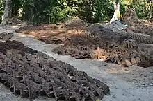 Hand-made parcels of manure laid outside in the sun to dry