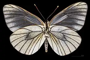 Aporia crataegi augusta ♀ △