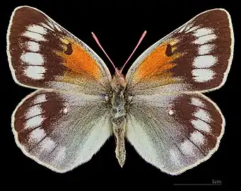 Colias christophi ♀