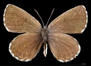 Scolitantides o. orion  ♀