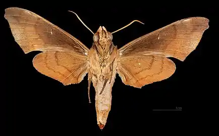 ♀ △ Ventral side