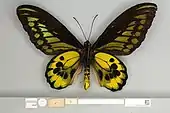 Ornithoptera rothschildi, Syntype male ventral view