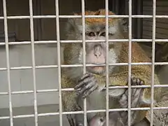Crab-eating macaque in the minizoo