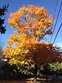 Sugar maple in a suburban landscape