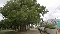 A 300-year-old Holy Fig tree Pothumarru 
village