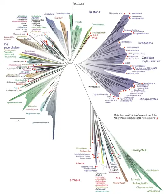 A 2016 (metagenomic) representation of the tree of life (unrooted) using ribosomal protein sequences
