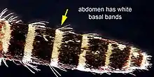 Aedes taeniorhynchus adult abdomen