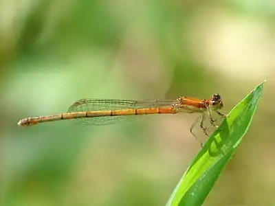 Female (gynochrome)