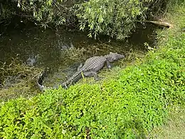 American Alligator at Shark Valley in Everglades National Park