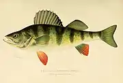 Barred perch