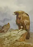 Pair of Golden Eagles