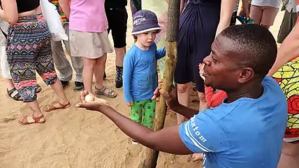 At the Turtle Station in Grand-Popo.