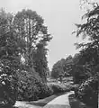 Azaleas and rhododendrons planted near the priory by William Chatteris, as seen circa 1906.
