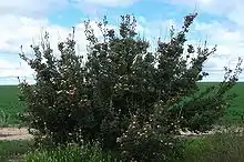 a large spreading shrub in an area of low vegetation less than 1 m (3.3 ft) high on a sunny day