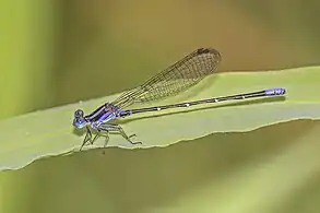 Black-and-purple dancerA. oculata, male purple form