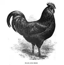 Black Java rooster