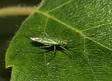 Blepharidopterus angulatus on Silver Birch