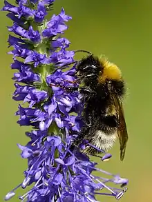 Bombus norvegicus