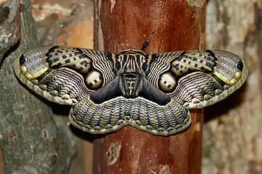 Image 7Brahmaea wallichiiPhotograph: Arthur Chapman; edit: Papa Lima Whiskey and Ryan KaldariBrahmaea wallichii, also known as the owl moth, is a moth from the family Brahmaeidae. With a wingspan of about 90–160 mm (3.5–6.3 in), it is one of the largest species of Brahmin moth. This nocturnal species is found in India, Bhutan, Myanmar, China, Taiwan and Japan.More selected pictures