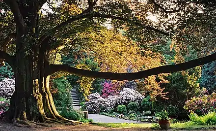 Fagus sylvatica f. purpurea
