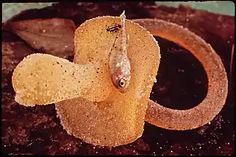 Cluse-up of garbage and tiny dead fish washed ashore along Lake Charle