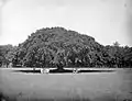 Two groups of men under a large banyan tree in Situbondo