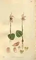 Illustration of Calypso bulbosa (as syn. Calypso borealis) in "Curtis's Botanical Magazine" vol.54 (N.S. 1) pl. 2763 (1827)
