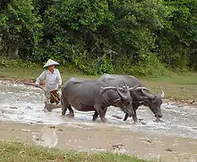 Image 52Water buffalos in the paddy fields (from Agriculture in Cambodia)