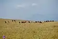 Grazing cattle
