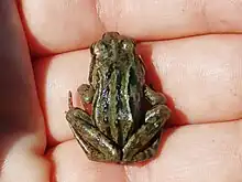 Photograph of the frog on a person's hand, covering less than the width of two fingers. It has green and black patterned strips on its back and a brown-green body