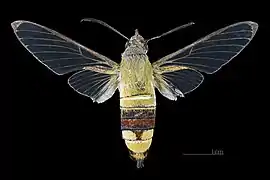 Dorsal male(from the collection of the MHNT)