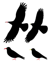 Diagrams of the two chough species perched and in flight
