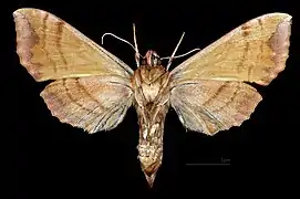 Clarina syriaca ♀ △