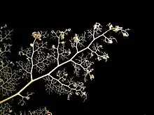 Close-up of Astroboa nuda basket star arm