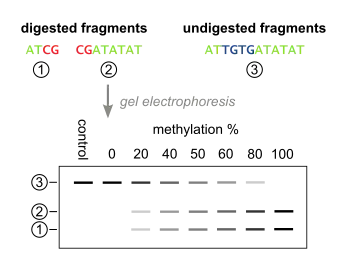 The quantification step of Combined Bisulfite Restriction Analysis, taking place after restriction digestion. The digested PCR fragments are separated and visualized by gel electrophoresis, and the DNA methylation level of the input DNA can be determined by quantifying the comparing the amount of DNA in the digested and undigested bands.
