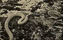 Sepia-color photo of slithering snake approaching juvenile bird over lichen-covered rocks, fledgling seems to be looking directly at the camera