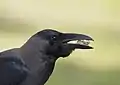 House Crow swallowing bread in Kuala Lumpur.