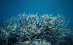 Corals in the lagoon at Dravuni Island