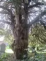 800-year-old yew tree