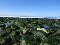 Tide pools at low tide