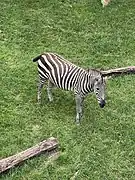 Grant's zebra (Equus quagga boehmi).