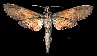 Erinnyis crameri ♀  △