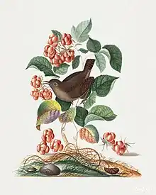 Painting of a bird in a raspberry plant, with wood lice visible on the plant and a pupa on the ground
