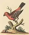 Plate 123: "The Greatest Bulfinch-Cock" now the pine grosbeak (Pinicola enucleator)