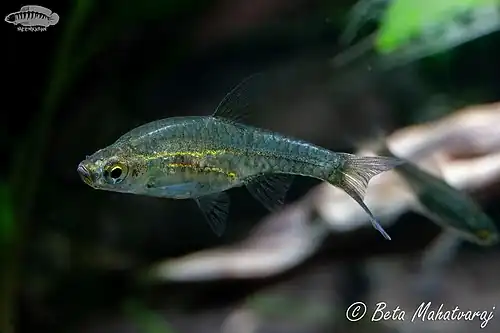 Horadandia brittani (Glowlight Carplet)