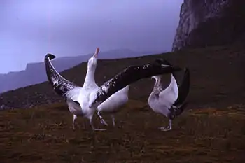 Three massive birds stand on low grasslands, the closest bird has its long wings outstretched and its head pointing upward