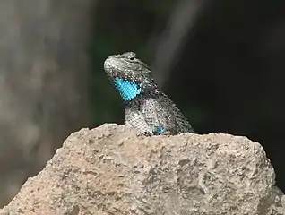 Adult male in Arizona