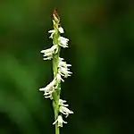 Ladies'-tresses orchid (Spiranthes sp.) Tyler County