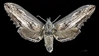 Female Langia zenzeroides zenzeroides, dorsal view