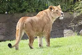 A lioness in 2009